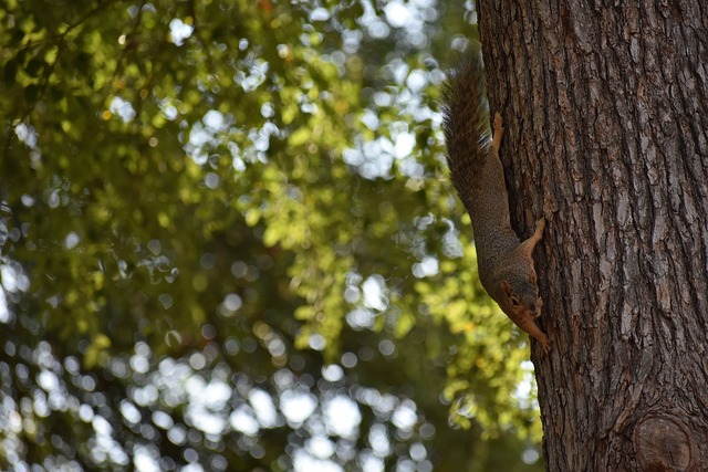 高效的得分 高效的得分
